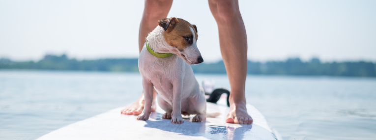 Hund auf Surfboard