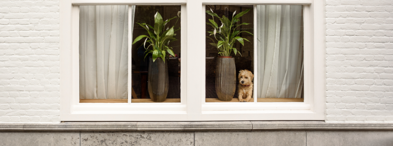 Hund wartet am Fenster