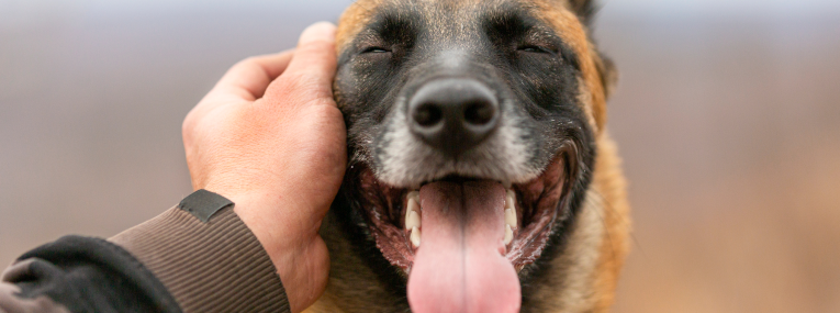 Hund lächelt und wird gestreichelt