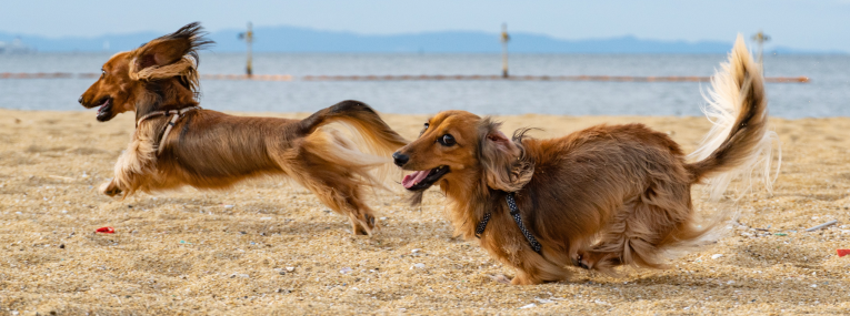 Dackel rennen am Strand 