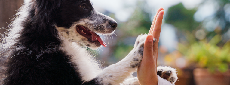 Australian Shepherd gibt High Five