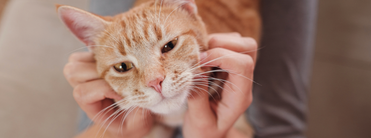 Rote Katze wird gestreichelt