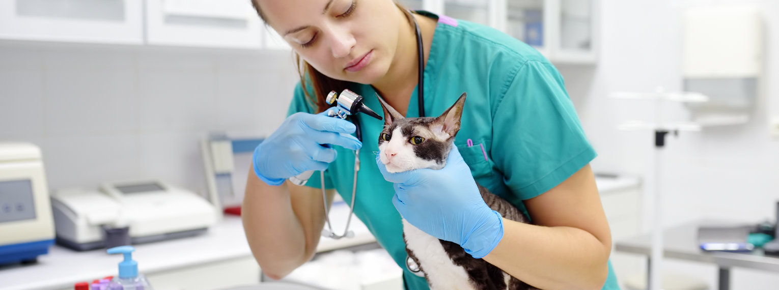 Tierarztkosten bei Katzen Damit sollten Sie rechnen petolo
