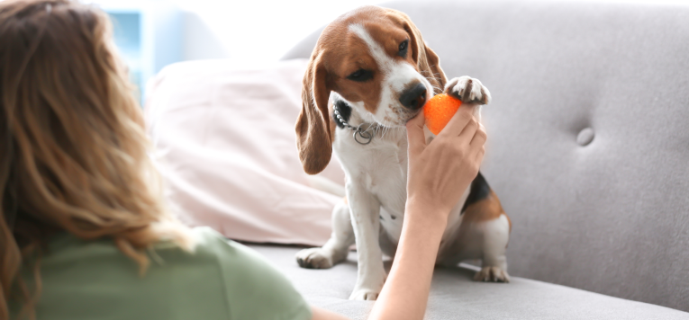 Beagle spielt mit Frauchen