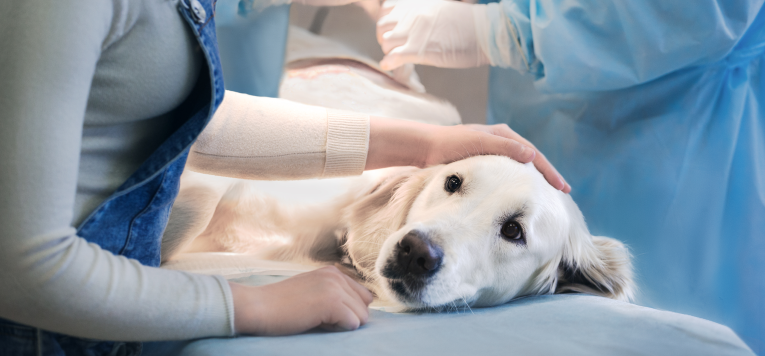 Hund auf OP-Tisch