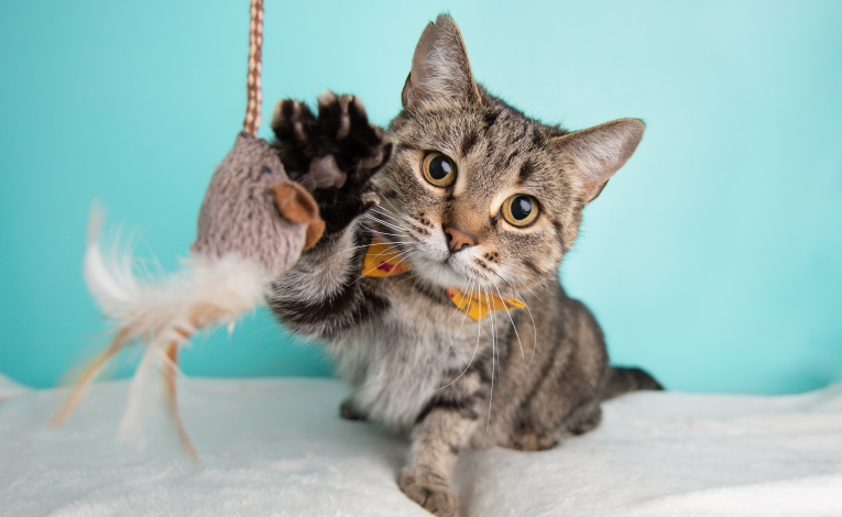 Katze spielt mit Angel