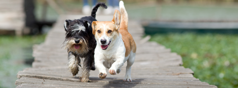 Zwei Hund rennen nebeneinander her