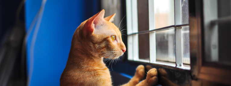 Eine orangene Katze wartet am Fenster