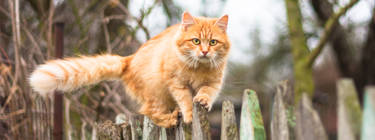 Orange Katze balanciert auf Zaun
