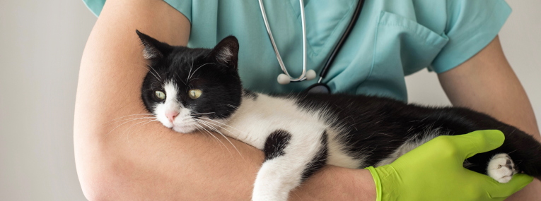 Schwarz-weiße Katze liegt in den Armen eines Tierarztes