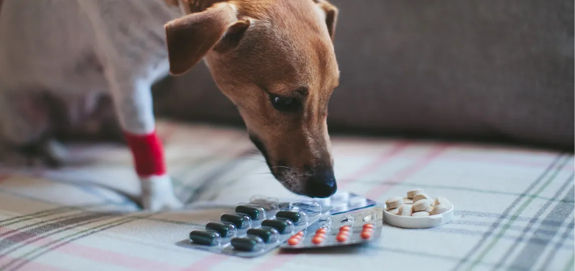 Ein Hund beschnuppert verschiedene Medikamente.
