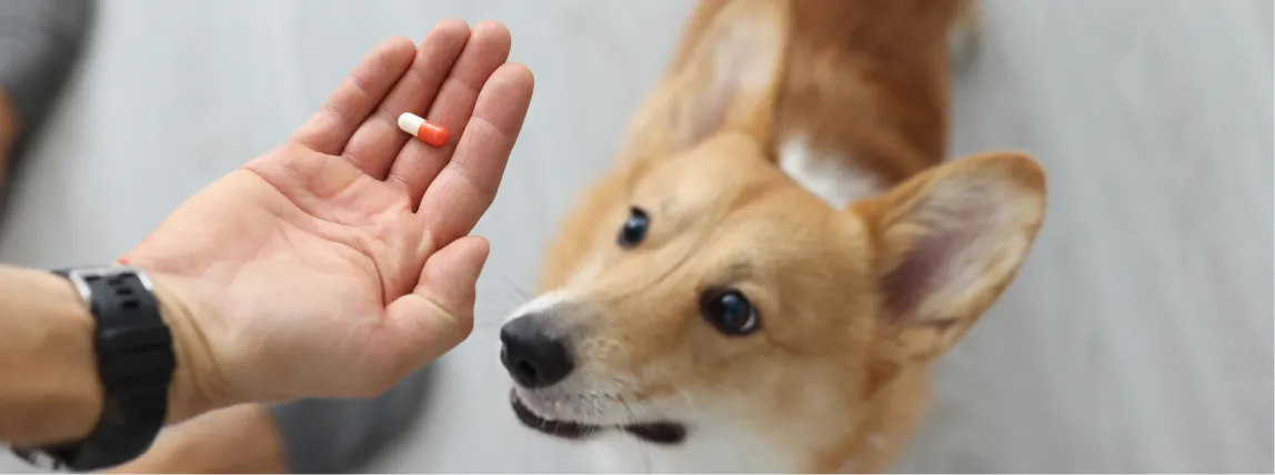 Eine Person hält eine Tablette in der Hand vor einem wartenden Hund.
