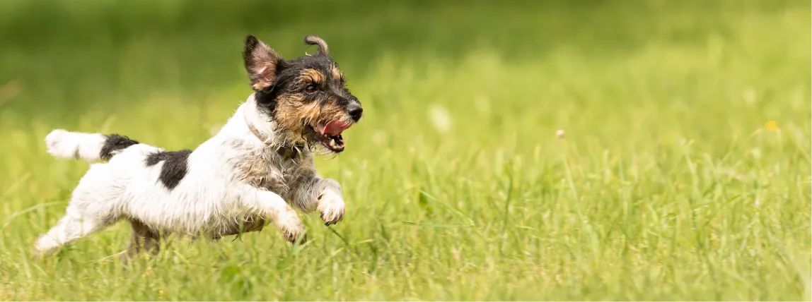 Ein glücklicher Hund läuft und springt über eine Wiese.