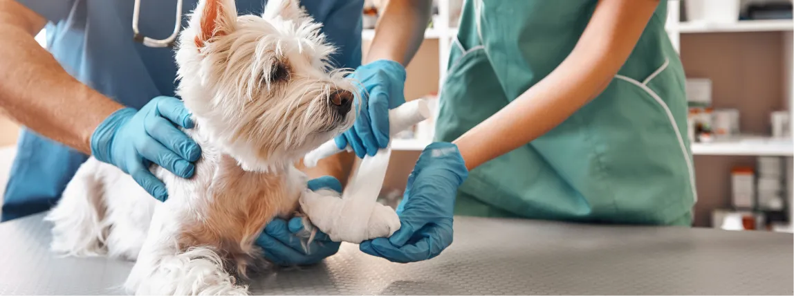 Ein Hund wird nach einer Operation verbunden.