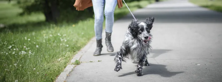 Hund zieht beim Spaziergehen an der Leine