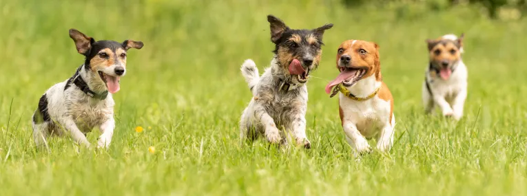 Hunde spielen ausgelassen auf einer Wiese