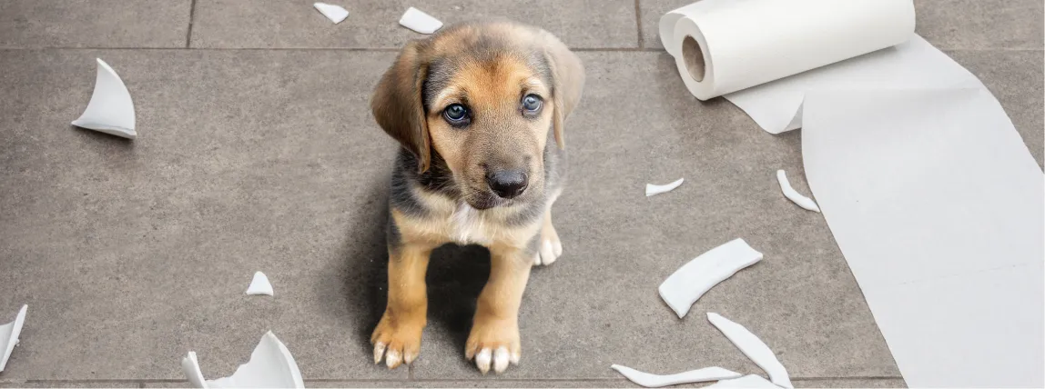 Welpe sitzt neben Scherben und neben Küchenpapierrolle