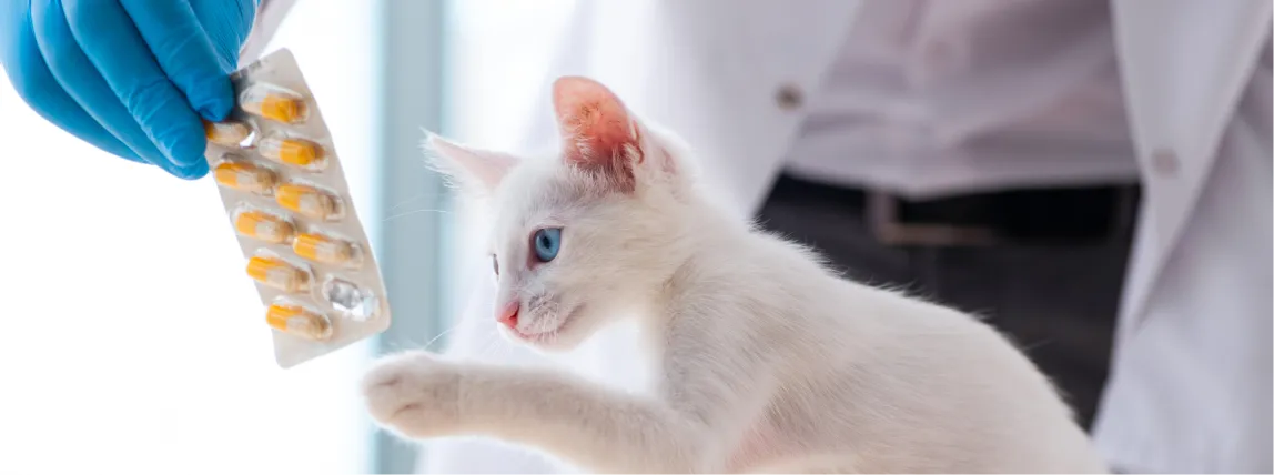 Eine Katze spielt mit Medikamenten.