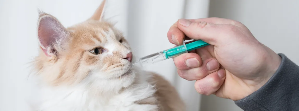 Eine Katze bekommt homöopathische Medizin verabreicht.
