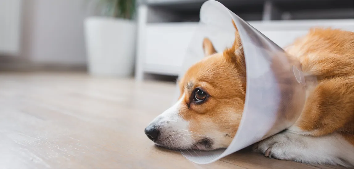 Ein Hund trägt einen Schutzkragen nach einer Operation.