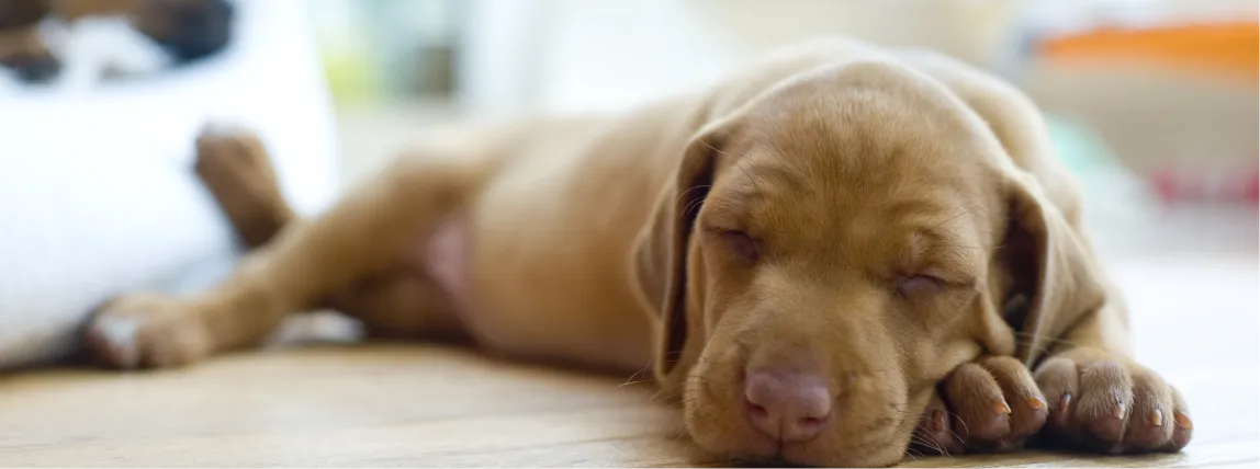 Ein Hund erholt sich zu Hause von einer Operation und schläft.