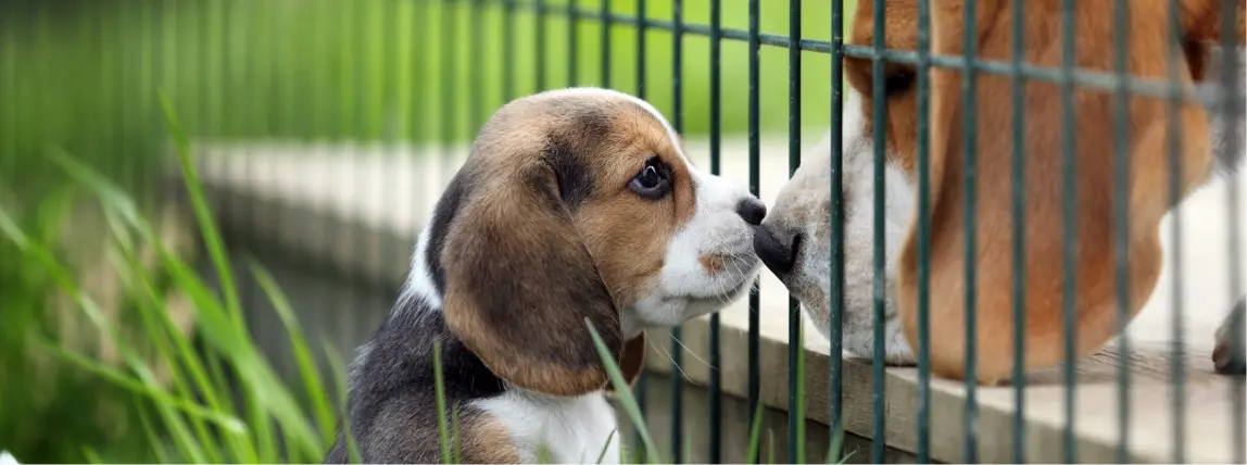 Ein Welpe und ein ausgewachsener Hund beschnuppern einander.