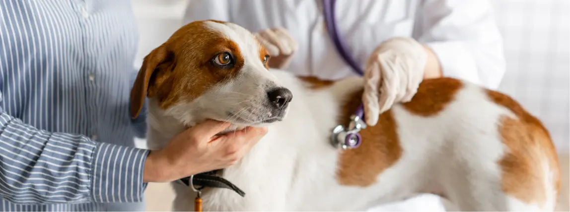 Ein Hund wird von einem Tierarzt untersucht.