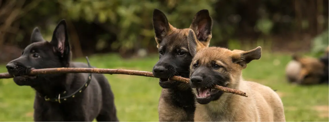 3 junge Hunde spielen mit einem Stock.