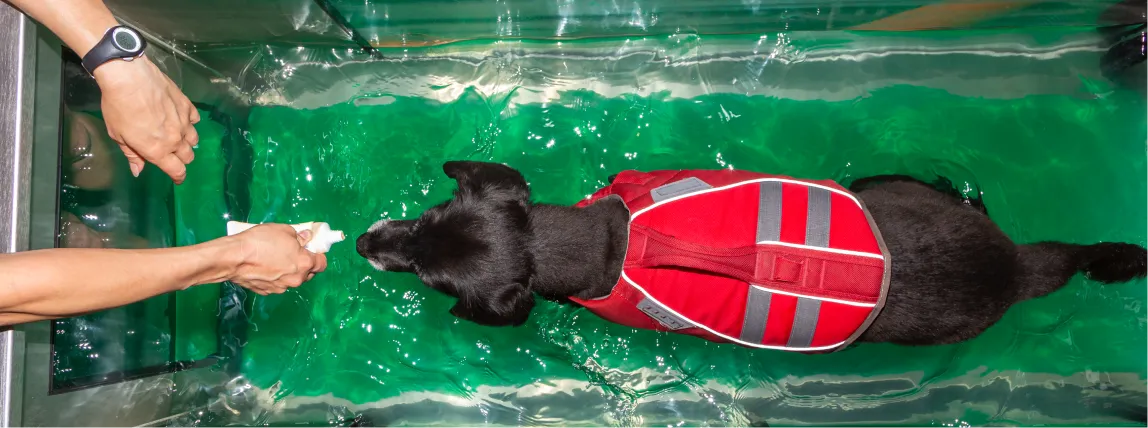 Ein Hund läuft auf einem Unterwasserlaufband.