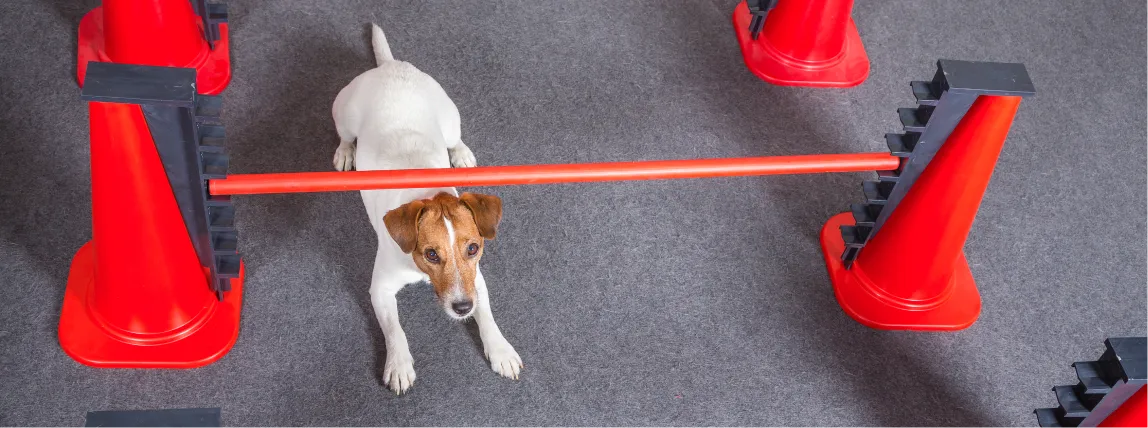 Ein Hund beim Stangentraining.