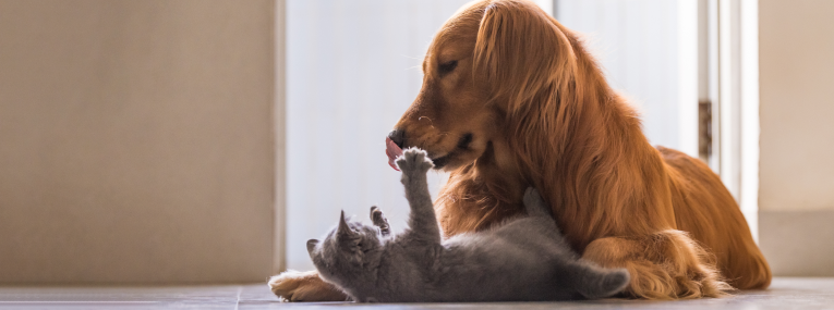 Ein Hund und eine kleine Katze spielen miteinander.