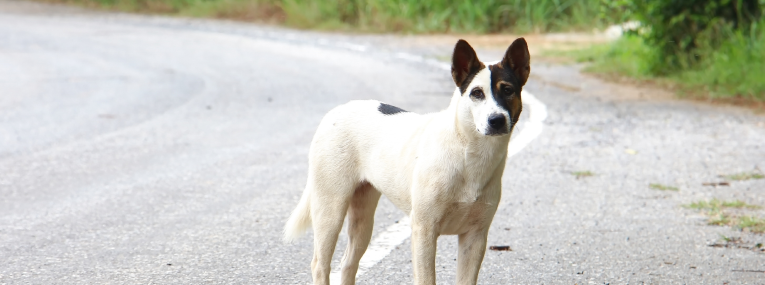 Ein Hund steht an einer Straße.