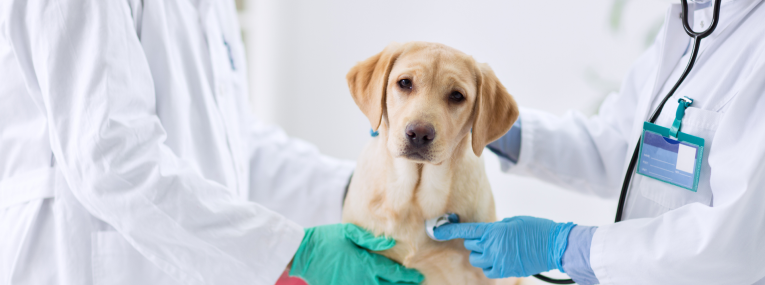 Welcher Tierarzt Hat Heute Notdienst In Hamburg Wie hoch sind Kosten für den Tierarzt-Notdienst? | petolo