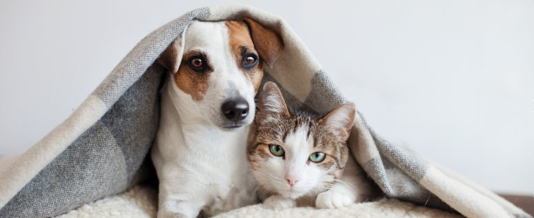 Ein Hund und eine Katze kuscheln unter einer Decke.