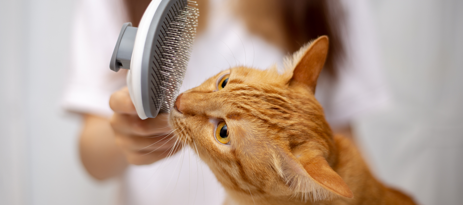 Eine Katze beschnuppert eine Bürste vor einer Bürstenmassage.