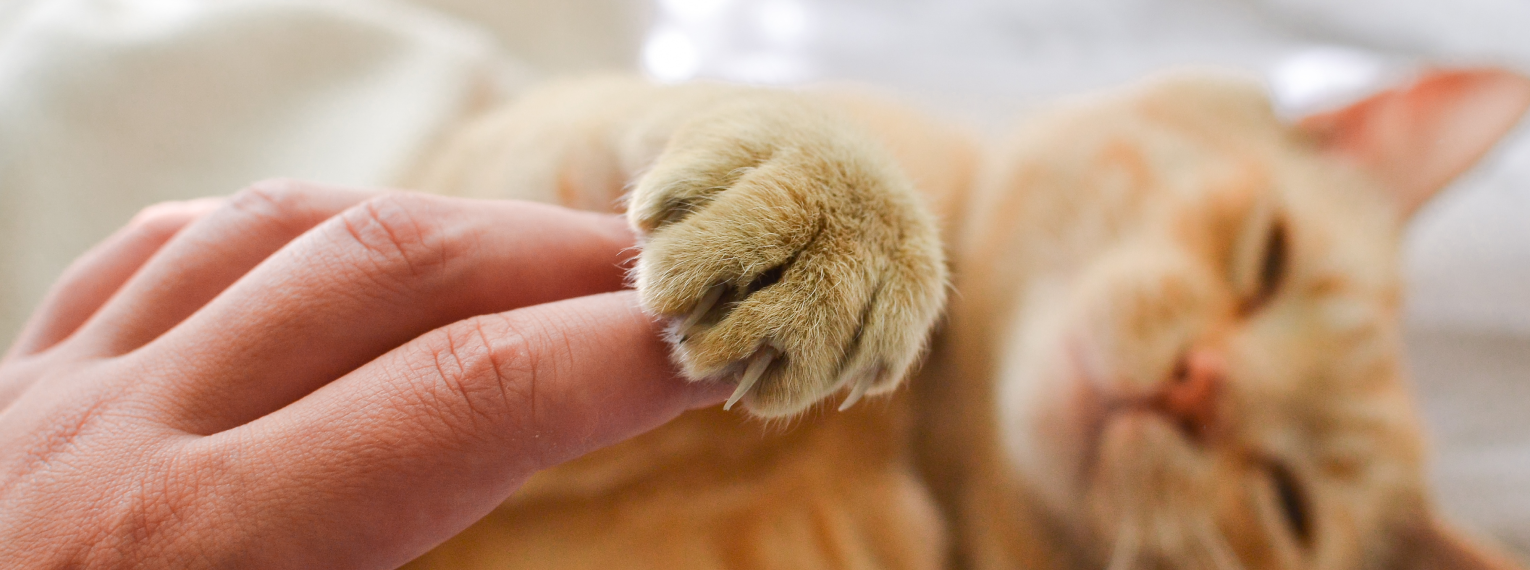 Eine Katze bekommt eine Pfotenmassage.