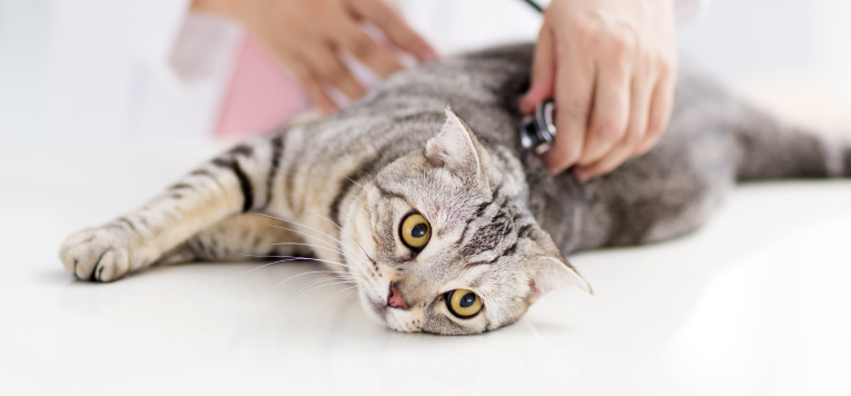 Auf dem Behandlungstisch eines Tierarztes wird die Kastration einer Katze durchgeführt.