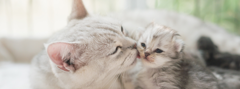 Eine Katzenmutter schleckt ihrem Kätzchen über das Gesicht.