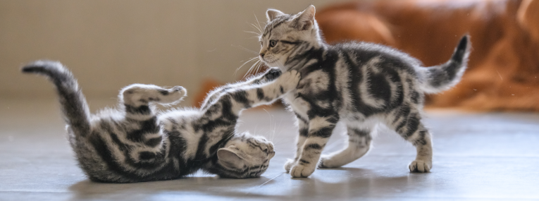 Zwei junge Katzen spielen miteinander.