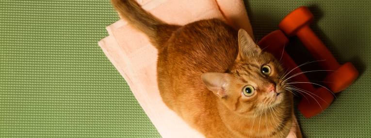 Eine Katze sitzt auf dem Boden eines Physiotherapie-Raums.