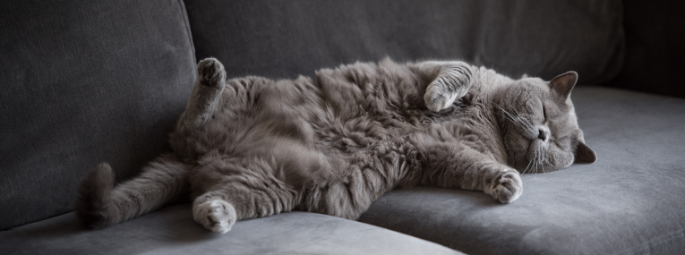 Eine müde Katze liegt erschöpft auf einem Sofa.