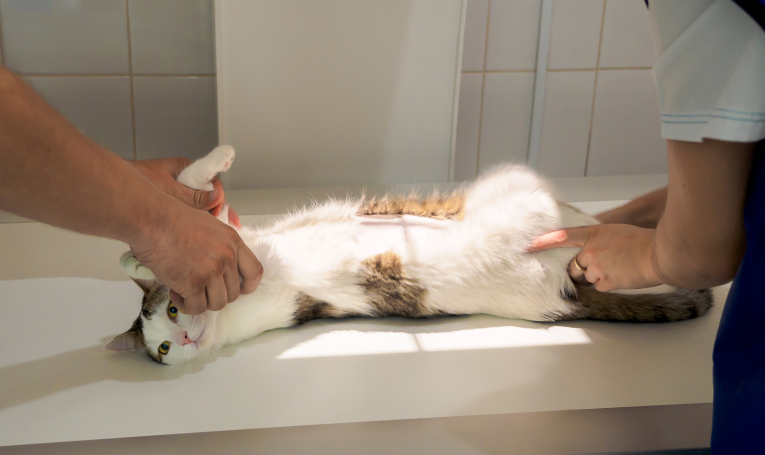 Eine Katze wird für eine Röntgenaufnahme in Position gebracht und von Tierarzthelfern festgehalten.