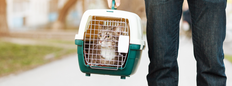 Eine Katze sitzt in ihrer Transportbox auf dem Weg zum Tierarzt.
