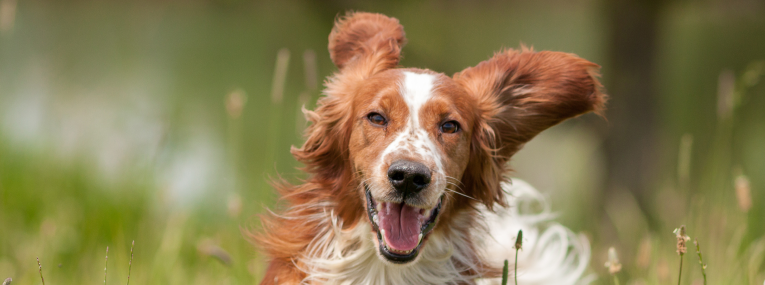 Ein Hund ist wieder voller Energie, nachdem eine Herzerkrankung frühzeitig und erfolgreich behandelt werden konnte.