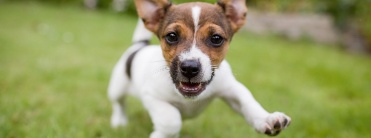 Ein Hund kann nach erfolgreicher Behandlung wieder ausgelassen toben.