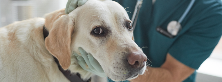 Ein Hund wird beim Tierarzt untersucht.