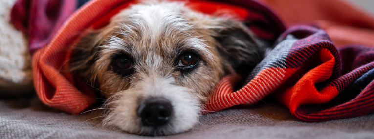 Ein müder Hund liegt in einer Decke.