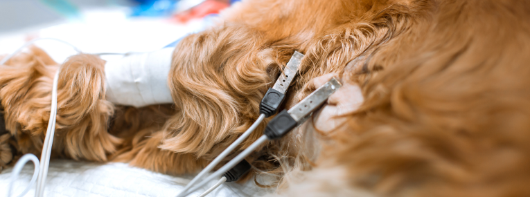 Ein Hund erhält ein EKG beim Tierarzt.