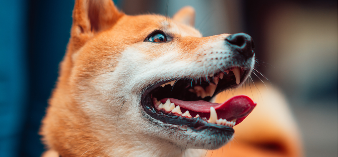 Zähne ziehen beim Hund Kosten & Ablauf petolo
