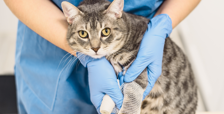 Eine Katze bekommt einen kleinen Verband beim Tierarzt.